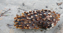 Sea Creature